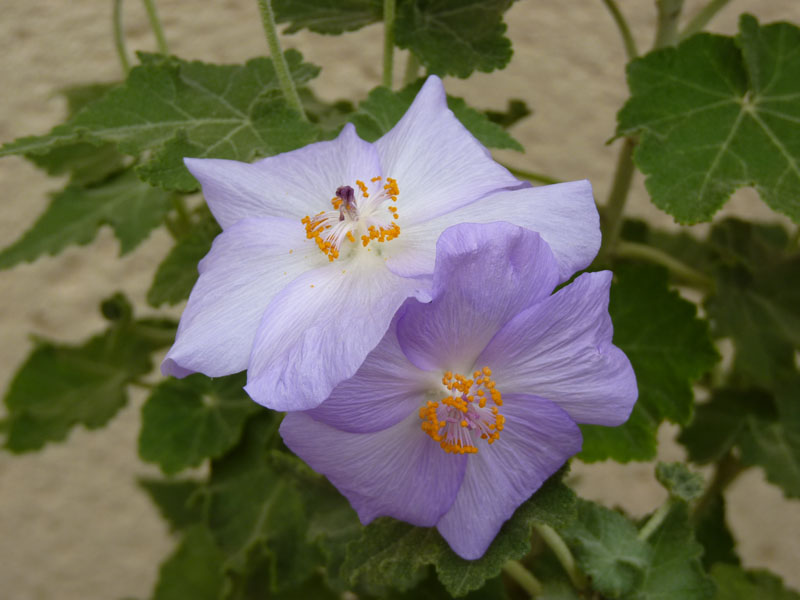 Abutilon vitifolium